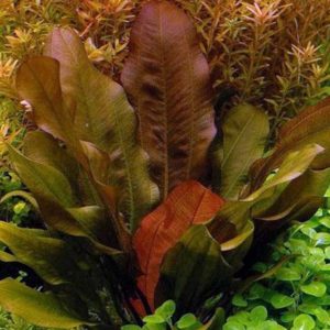 Echinodorus Kleiner Bar