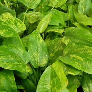 Echinodorus Marble Queen