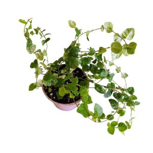 Ficus pumila ‘Green Sunny’