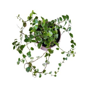 Ficus pumila ‘White Sunny’