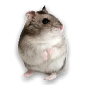 Hamsters Rusos
