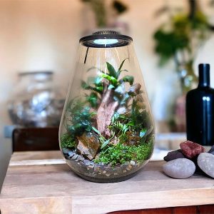 Bio Bowl Wabi Kusa con Luz y Timer