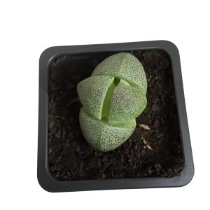Pleiospilos nelii