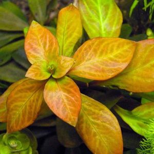 Ludwigia Ovalis