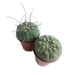 Matucana madisoniorum