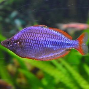 Melanotaenia praecox