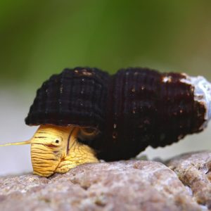 Tylomelania sp. Mini Yellow