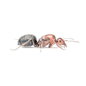 Myrmecocystus Mimicus (Hormiga mielera)
