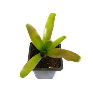 Neoregelia Fireball “Verde”