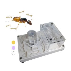 Hormiguero 3D (10×15)  + Camponotus fedtschenkoi (Reina con 3 a 5 obreras)