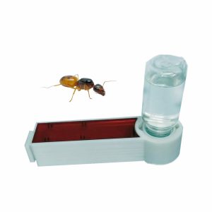 AntderTube + Camponotus fedtschenkoi (Reina)