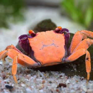 Geosesarma Orange Disco