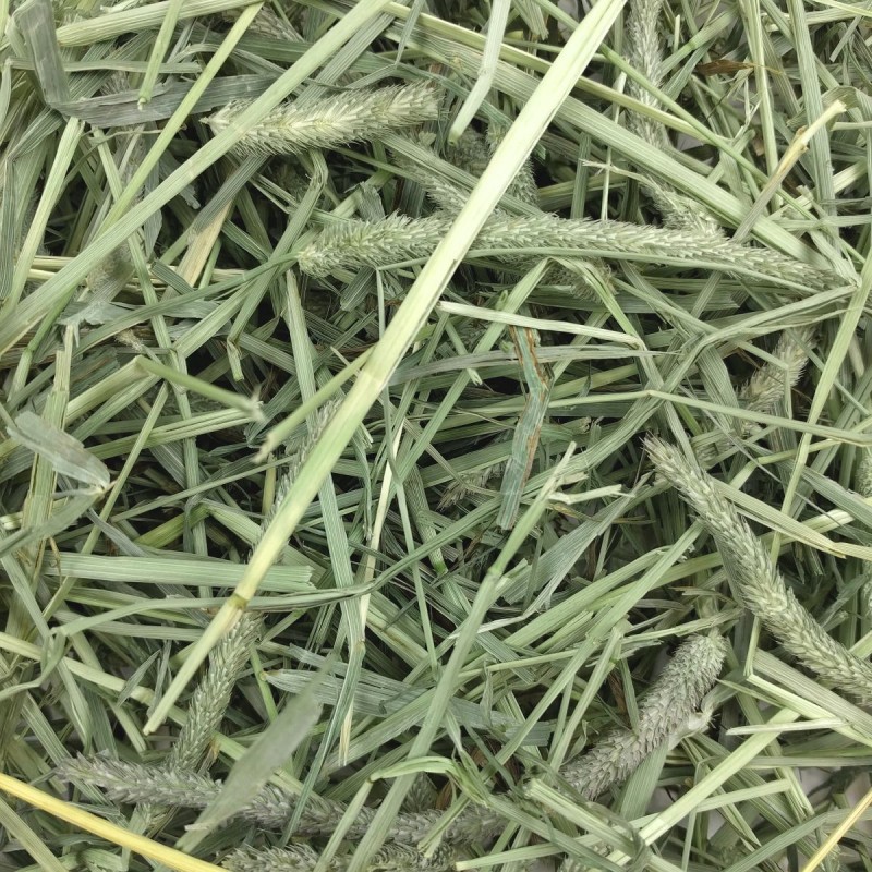 Oxbow Heno Western Timothy (2 tamaños) - Imagen 2