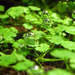 Hydrocotyle Tripartita Mini