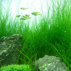 Eleocharis Mini Mini