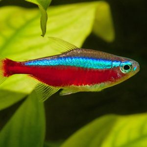 Tetra Neon Cardenal