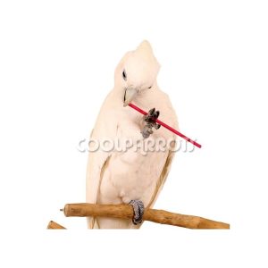 Palitos lollipop M 25 unidades