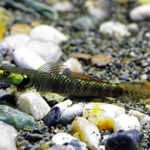 Stiphodon Pelewensis