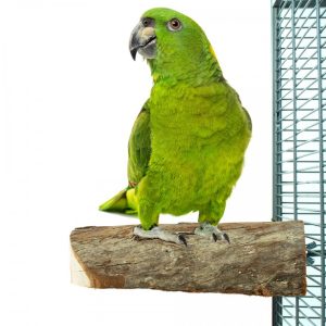 Percha tronco (2 tamaños)