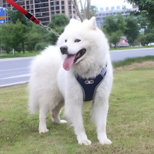 ARNÉS REFORZADO CON CINTA REFLEX M