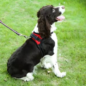 ARNES REFORZADO ACOLCHONADO XS