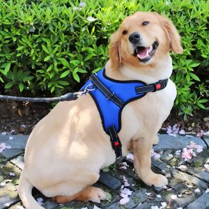 ARNES REFORZADO ACOLCHONADO L