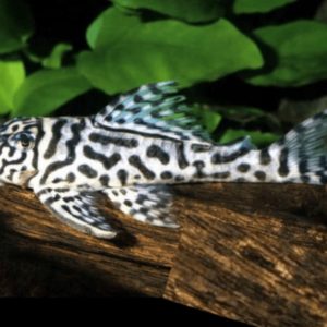 Pleco L400 Bello Monte