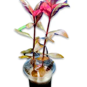 Planta Natural Alternanthera Reineckii