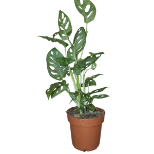 Monstera adansonii