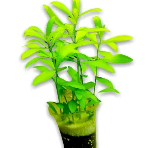 Planta Natural Hygrophila Polisperma