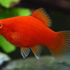 Platy Rojo Blood