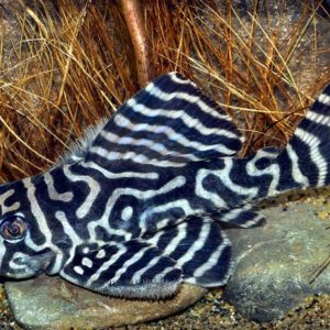 Pleco Tiger Belo Monte L333