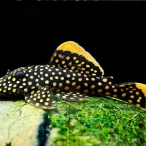 Pleco “pepita de oro” sp. L18