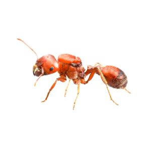 Pogonomyrmex barbatus