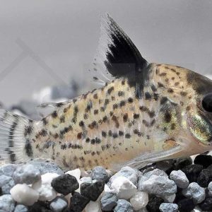 Corydoras Punctatus Nanay