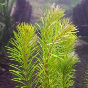 Rotala Bangladesh