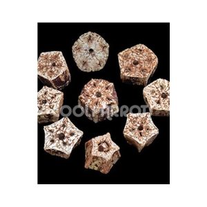 Rueda de fruto de la caoba seco