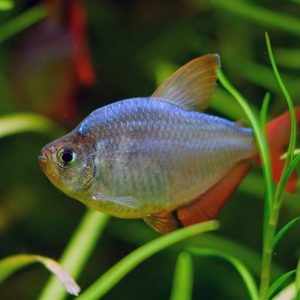 Tetra Colombiano