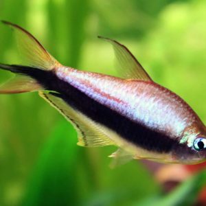 Tetra Emperador