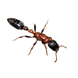 Tetraponera rufonigra