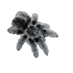 Tliltocatl albopilosum
