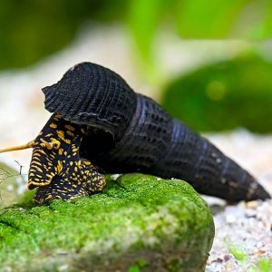 Tylomelania sp.Yellow Spoted