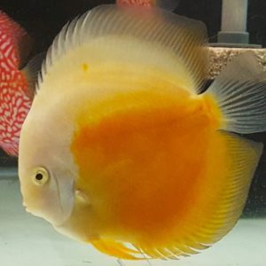 Red & White Discus